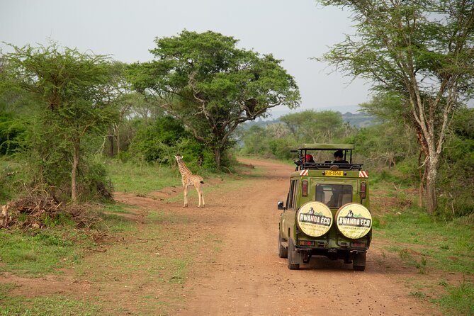 1 Day Akagera Game Drive Safari - Key Highlights You’ll Care About
