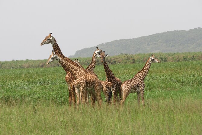 1 Day Akagera Game Drive Safari - Akagera in One Day: Why This Safari Style Works