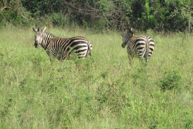1 Day Akagera Game Drive Safari - Inside Akagera: How the Drive Is Set Up for Real Wildlife Time