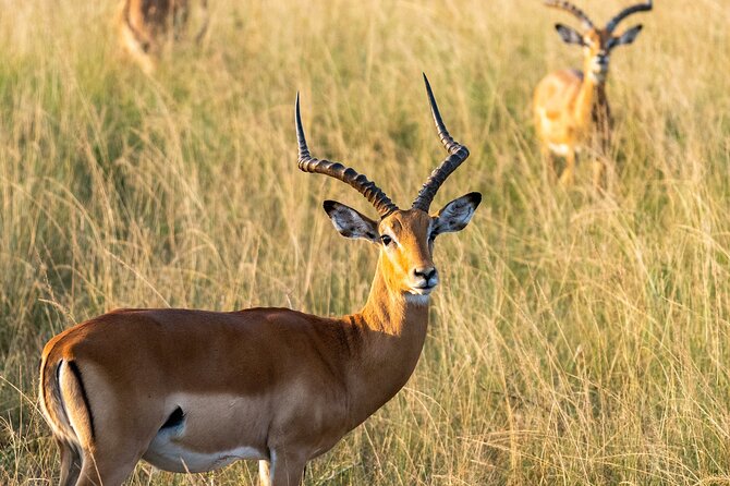 1-Day Akagera National Park Safari Experience - Quick Take: What Makes This 1-Day Akagera Safari Feel Worth It