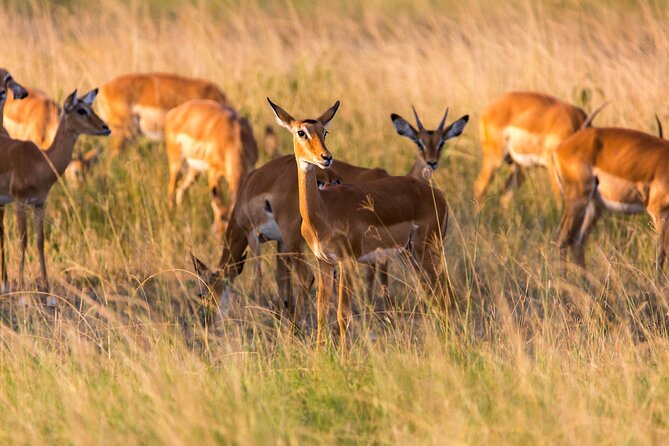 1-Day Akagera National Park Safari Experience - Why Akagera National Park Is Rwanda’s Big Five Safari Play