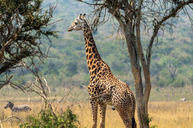 1-Day Akagera National Park Safari Experience - First Safari Hours Inside Akagera: Savanna, Woodlands, and Wetlands