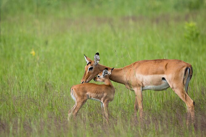 1-Day Akagera National Park Safari Experience - Wildlife Odds: What You’re Most Likely to Want to Chase