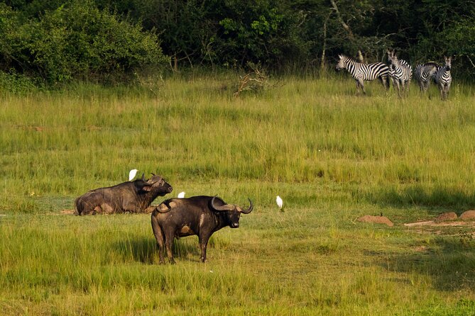 1-Day Akagera National Park Safari Experience - Rain, Heat, and Getting the Most From a 15-Hour Day