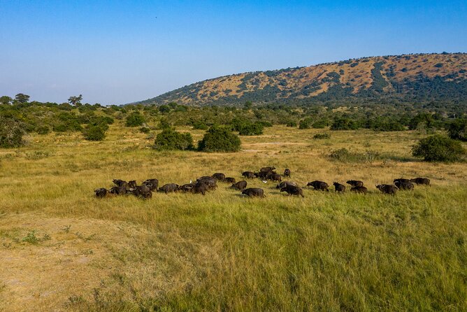 1-Day Akagera National Park Safari Experience - Lunch and the Practical Rhythm of the Day
