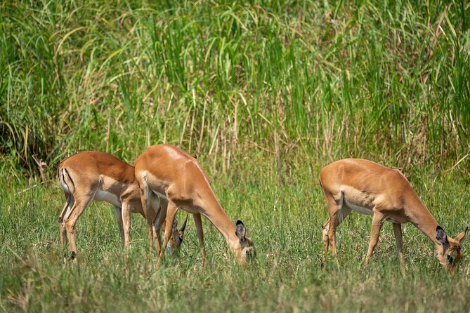 1-Day Akagera National Park Safari Experience - The 4x4 Safari Experience: Why Private Changes the Game