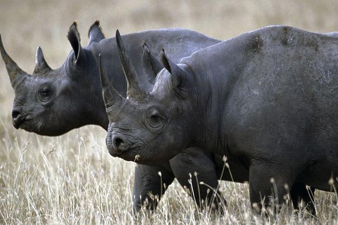 1 Day Akagera Wildlife Safari ( 2 Pax Min) - Why Akagera from Kigali Fits a Tight Schedule