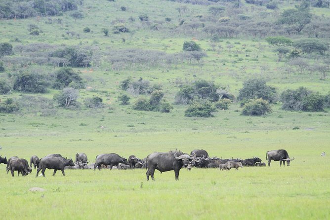1 Day Akagera Wildlife Safari ( 2 Pax Min) - What Animals You Can Aim For, and Why It’s Not Just Luck