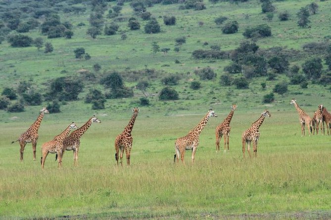 1 Day Akagera Wildlife Safari ( 2 Pax Min) - Conservation Stories You’ll Hear from the Guide