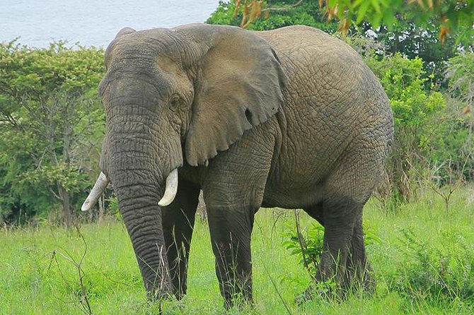 1 Day Akagera Wildlife Safari ( 2 Pax Min) - 4x4 Pickup, Private Guide, and Mobile Tickets, What You Actually Get