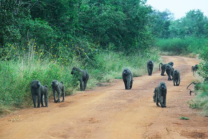 1 Day Akagera Wildlife Safaris Rwanda (2 Pax Min) - Rwanda’s One-Day Safari Fix: Akagera in a Nutshell