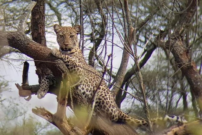 1 Day Akagera Wildlife Safaris Rwanda (2 Pax Min) - Akagera’s Habitat Mix: Why the Scenery Helps You Spot Wildlife