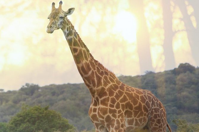 1 Day Akagera Wildlife Safaris Rwanda (2 Pax Min) - Game Drive Time: What Your Morning Focuses On