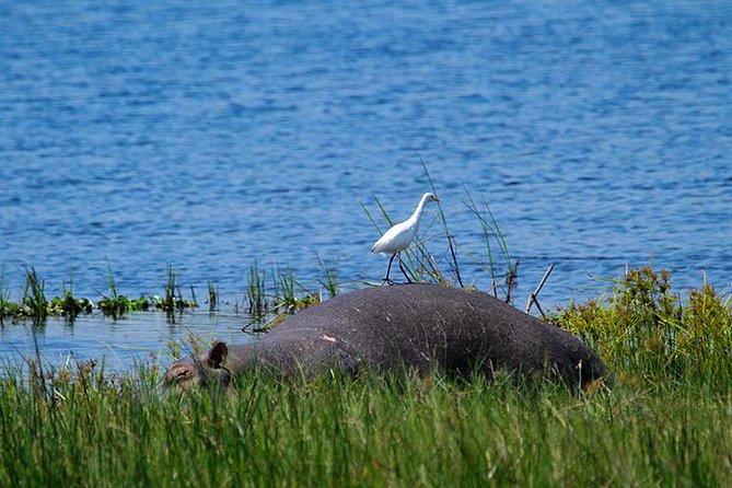 1 Day Akagera Wildlife Safaris Rwanda (2 Pax Min) - Hotel Pickup and the Reality of a 5:30am Start
