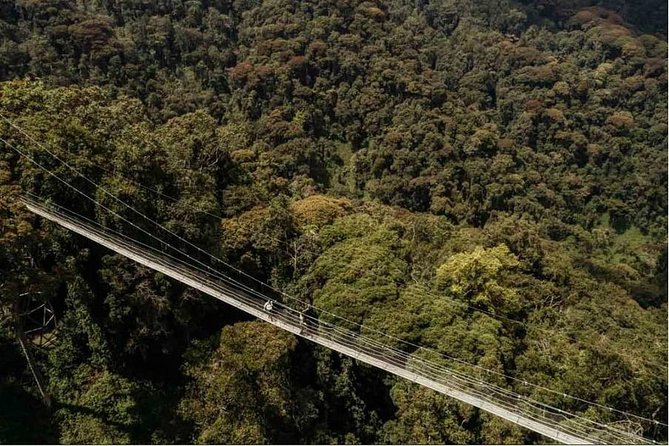 1 Day Canopy Walk Adventure in Nyungwe Forest National Park - Key things to know before you go