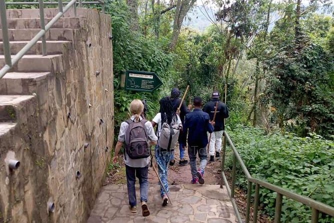 1 Day Canopy Walk Adventure in Nyungwe Forest National Park - Wildlife spotting: how to actually maximize your monkey and bird chances