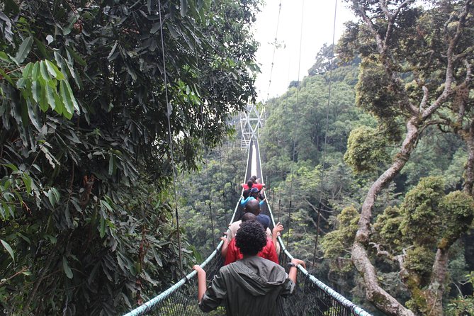 1 Day Canopy walk way in Nyungwe Natioinal park - Crossing the Nyungwe Canopy Walkway: 70 meters up with a guided rhythm