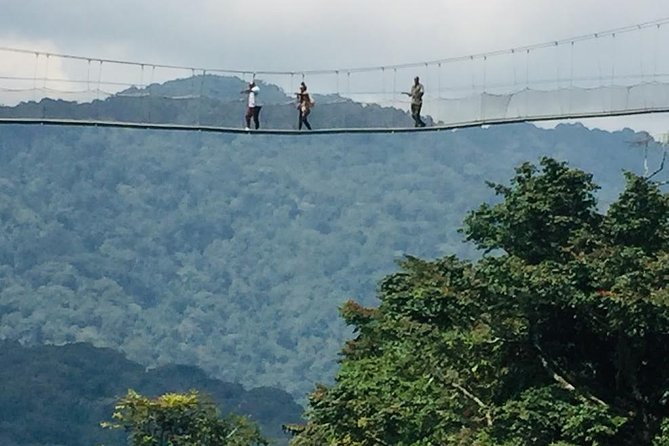 1 Day Canopy walk way in Nyungwe Natioinal park - Gisakura tea plantation: Rwanda’s green hills in practical detail