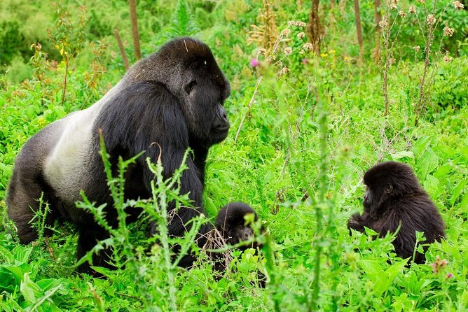 1 Day Gorilla Trekking Safari Tour - Kigali to Volcanoes National Park Starts Earlier Than You Think