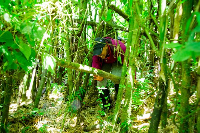 1 Day Gorilla Trekking Safari Tour - Should You Book This 1-Day Gorilla Trek Safari?