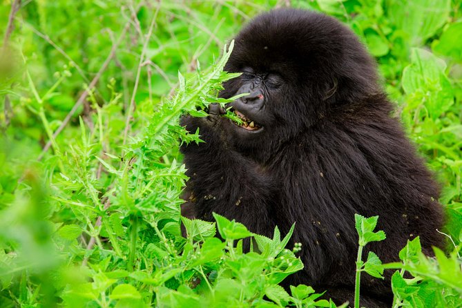 1 Day Gorilla Trekking Safari Tour - The Forest Trek: Why Your Hike Can Be 1 Hour or 8 Hours