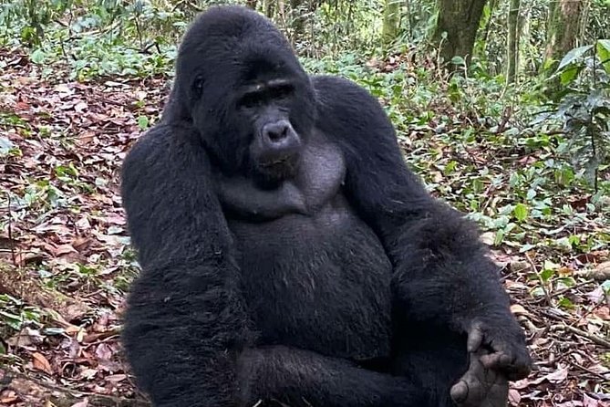 1 Day Gorilla Trekking Uganda - Key things to know before you go