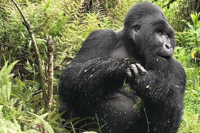 1 Day Gorilla Trekking Uganda - Why this Kigali-to-gorilla day feels different than most safaris