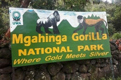 1 Day Gorilla Trekking Uganda