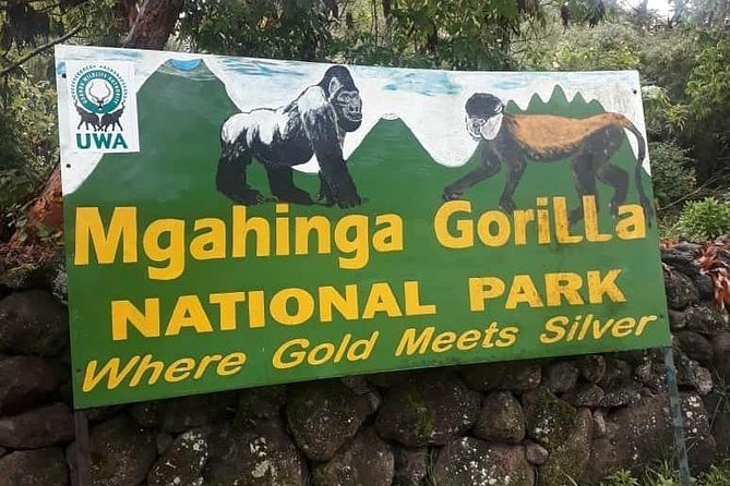 1 Day Gorilla Trekking Uganda - Choosing Mgahinga or Bwindi: you’re flexible, so your outcome improves