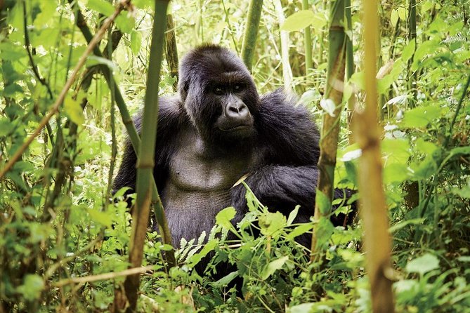 1 Day Gorilla trekking volcanoes national park - Gorilla Guardians Village: A Community Visit With a Purpose