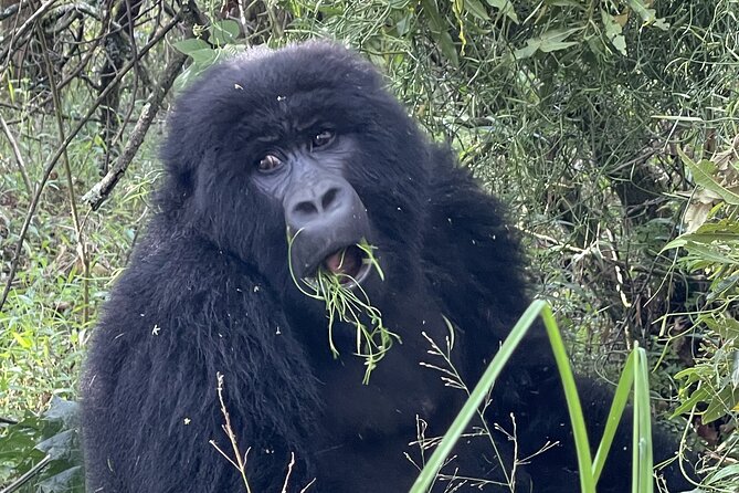 1 Day Guided Gorilla Trekking Safari Experience in Rwanda - The Guide Factor: When Service Feels Like Part of the Experience