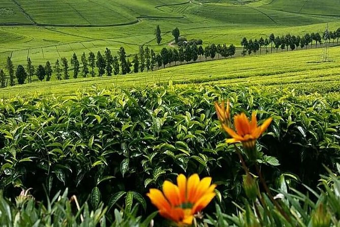 1-Day Lake Kivu Karongi Boat Cruise & Coffee farming with Lunch - Karongi Lunch on the Lake Banks: Real Food Break in the Middle of the Day