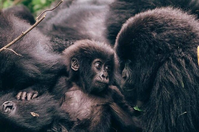 1 Day Rwanda Gorilla Trekking - Key things I’d plan around before you go