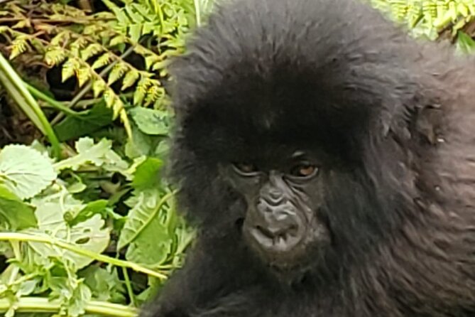 1 Day Rwanda Gorilla Trekking - The 4:30 to 7:00 am push: getting to Volcanoes National Park with less stress