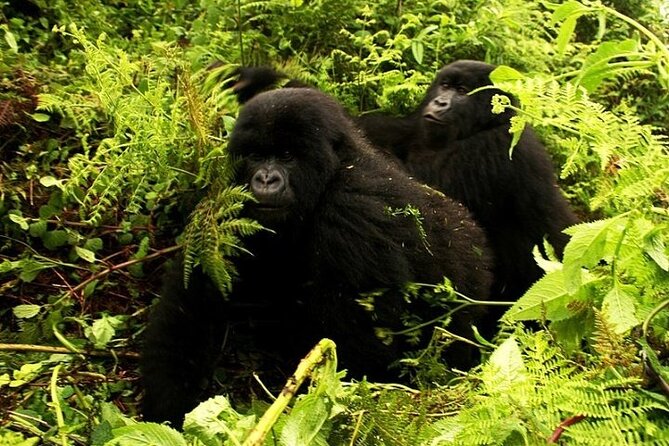 1 Day Rwanda Gorilla Trekking - Price and value: what $2,200 really covers in a day this packed
