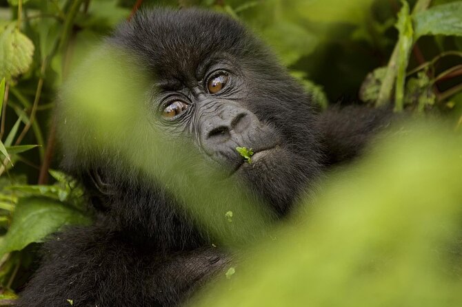 1 Day Rwanda Gorilla Trekking - What to pack for the early, sometimes wet, always active gorilla day