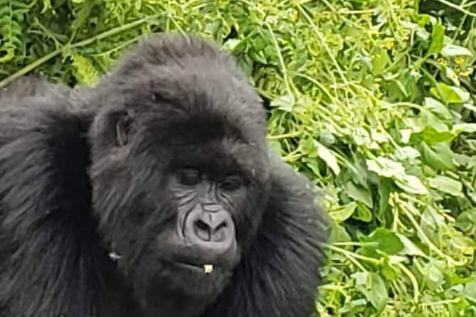 1 Day Rwanda Gorilla Trekking - Should you book this private 1-day Rwanda gorilla trek?