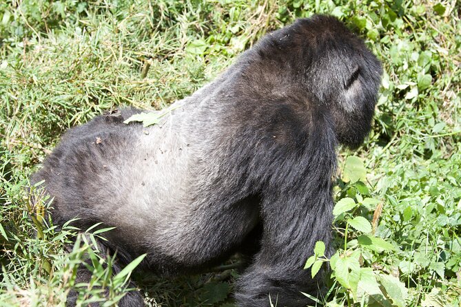 1 Day Rwanda Gorilla Trekking Tour - Why this 1-day Rwanda gorilla trek feels so real