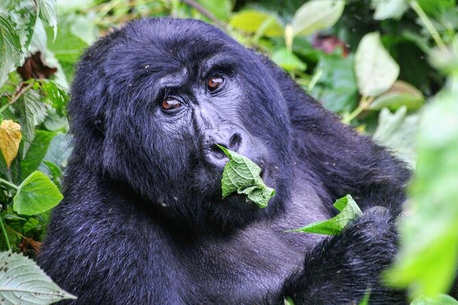 1 Day Rwanda Gorilla Trekking Tour - Ranger briefing, group assignment, and how the hike actually works