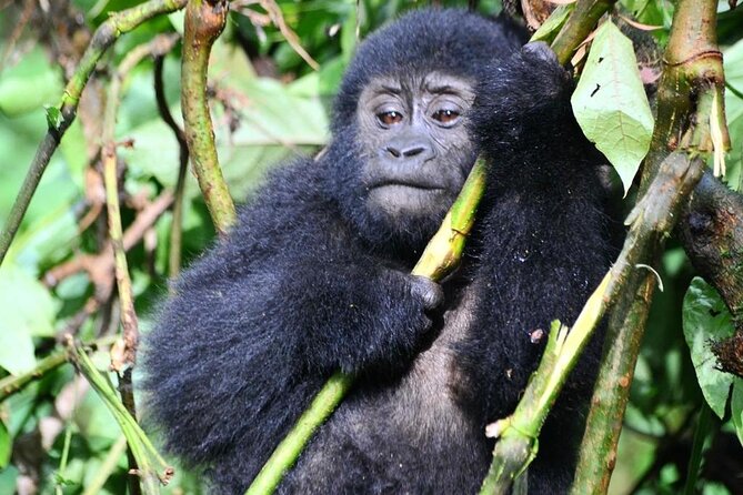 1 Day Rwanda Gorilla Trekking Tour - Spotting mountain gorillas, watching play, and dealing with the quiet