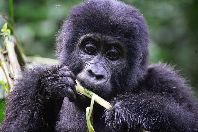 1 Day Rwanda Gorilla Trekking Tour - Included lunch and bottled water, and why it matters more than you think