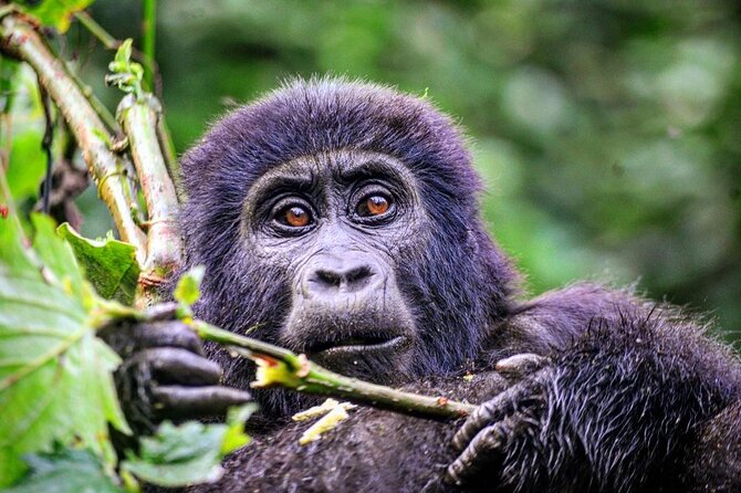 1 Day Rwanda Gorilla Trekking Tour - Price and value at $2,687 per person