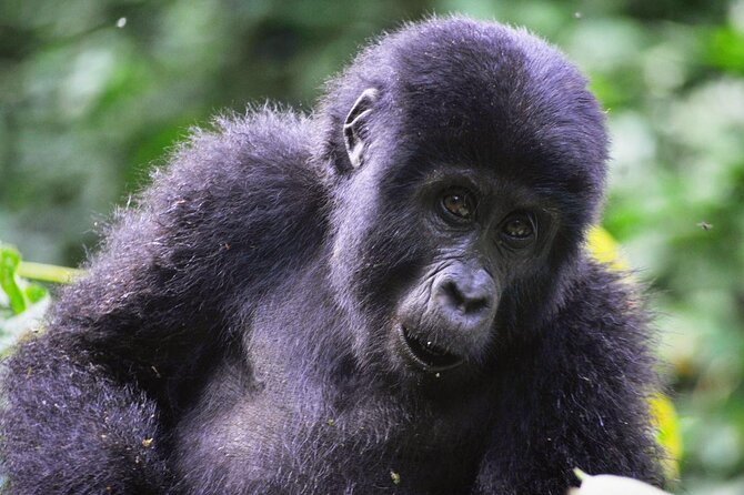 1 Day Rwanda Gorilla Trekking Tour - Private tour perks, pickup reliability, and the driver experience