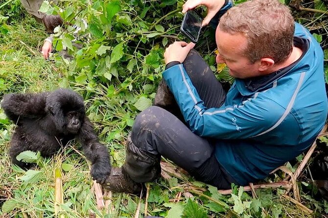 1 Day Rwanda Gorilla Trekking Tour In The Volcanoes National Park - A One-Day Gorilla Trek That Starts in Kigali at 4:30