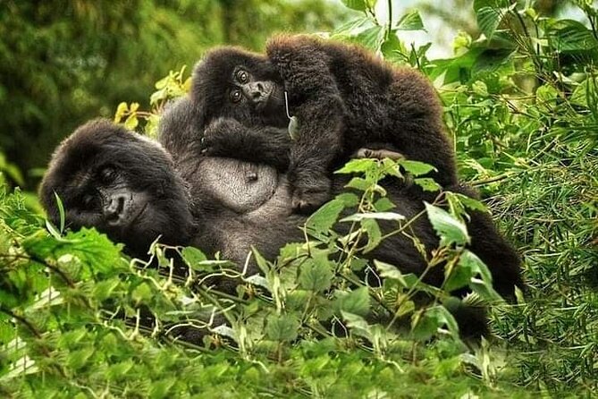 1 Day Rwanda Gorilla Trekking Tour In The Volcanoes National Park - Volcanoes National Park: Hills, Bamboo Forests, Swamps, and Five Volcanoes