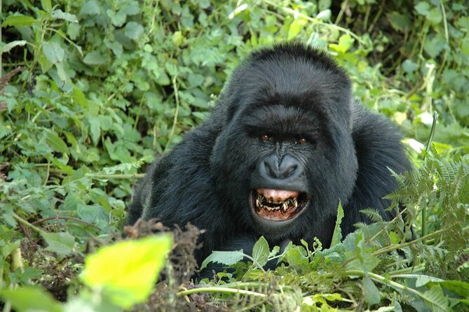 1 Day Rwanda Gorilla Trekking Tour In The Volcanoes National Park - The Kinigi Village Briefing: Rules That Keep the Trek Safe