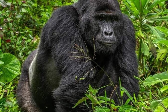1 Day Rwanda Gorilla Trekking Tour In The Volcanoes National Park - Optional Cultural Stop at Ibyiwacu Culture Village (If Time Allows)