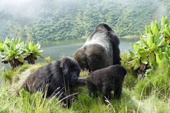Mountain gorillas on a misty Virunga hillside