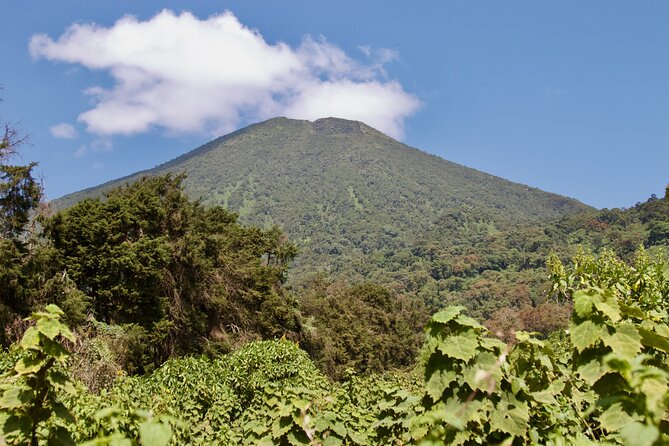 1 Day Rwanda Gorilla Trekking Tour - The Kigali to Volcanoes National Park drive, coffee stops, and 4x4 comfort