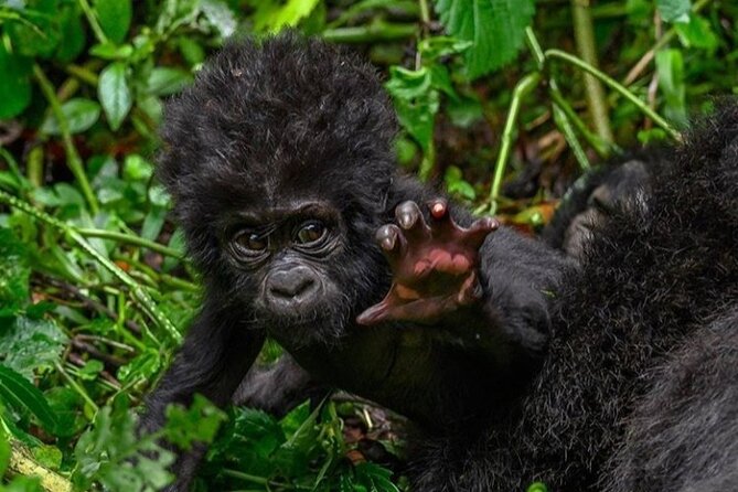1 Day Rwanda Gorilla Trekking - Gorilla trekking with rangers: your one-hour moment and the rules that keep it safe
